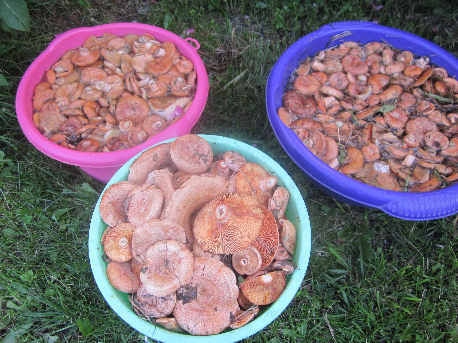 фото грибов рыжиков съедобных